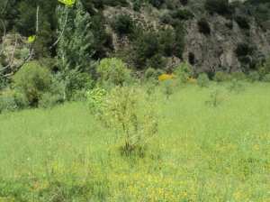 Promenade de printemps