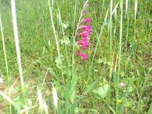 Promenade de printemps
