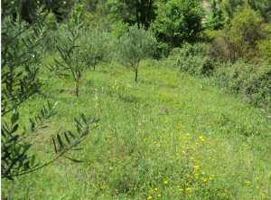 Promenade de printemps