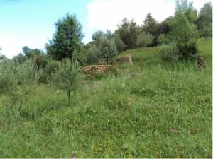 Promenade de printemps