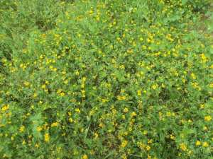Promenade de printemps