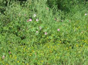 Promenade de printemps
