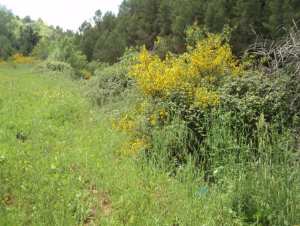 Promenade de printemps