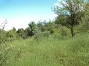 Promenade de printemps