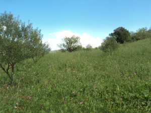 Promenade de printemps