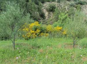 Promenade de printemps