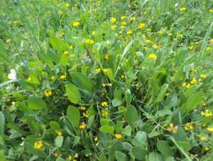 Promenade de printemps