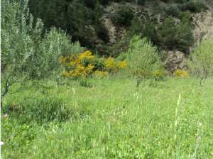 Promenade de printemps