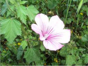Promenade de printemps