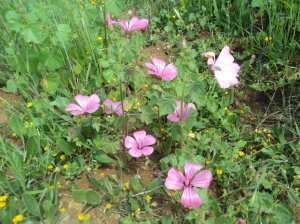 Promenade de printemps