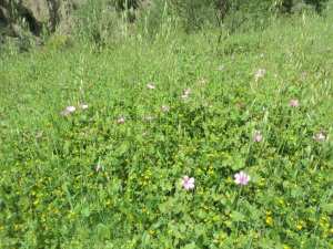 Promenade de printemps