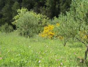 Promenade de printemps