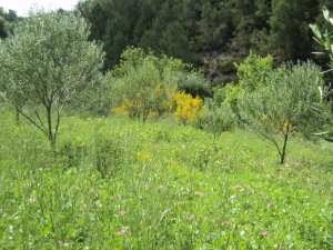 Promenade de printemps