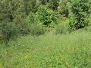 Promenade de printemps
