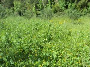 Promenade de printemps