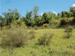 Promenade de printemps
