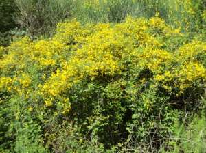 Promenade de printemps