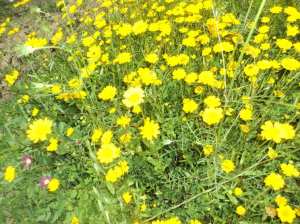 Promenade de printemps