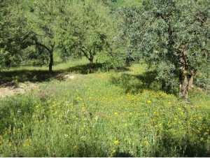 Promenade de printemps