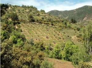 Lemroudj au printemps