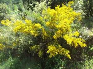 Lemroudj au printemps