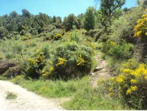 Lemroudj au printemps