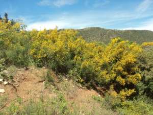 Lemroudj au printemps