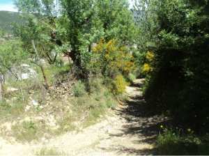 Lemroudj au printemps