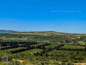 Orangeraies des Beni Ghenam (Commune Emir Abdelkader, Wilaya d'Ain Temouchent)