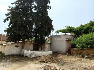 Marabout au Village de Melilia (Commune de Hennaya - Tlemcen)