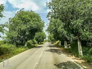 Route de Beni Mester venant de Mansourah (Tlemcen)