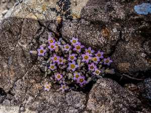 Magnifiques fleurs du Parc national de Tlemcen