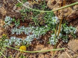 Qui connaît le nom de ces Magnifiques fleurs du Parc national de Tlemcen?