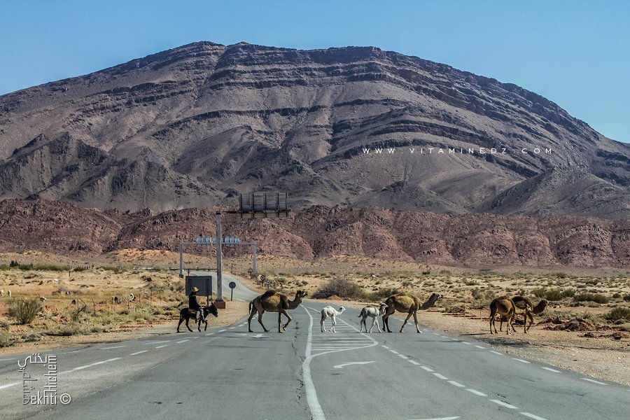 Dromadaires dans la région de Assela (Wilaya de Naama)