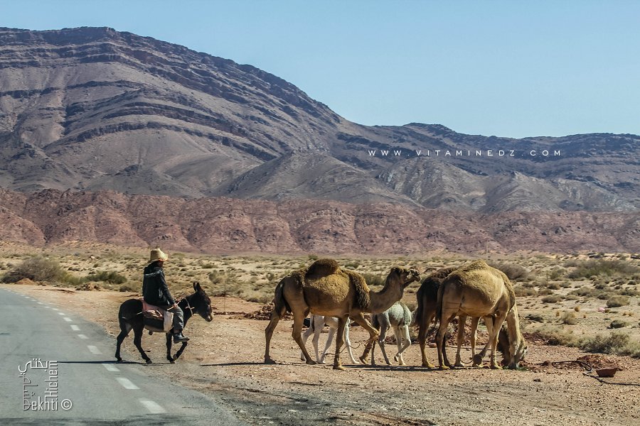 L'élevage du dromadaire dans la région d'Assela (Wilaya de Naama)