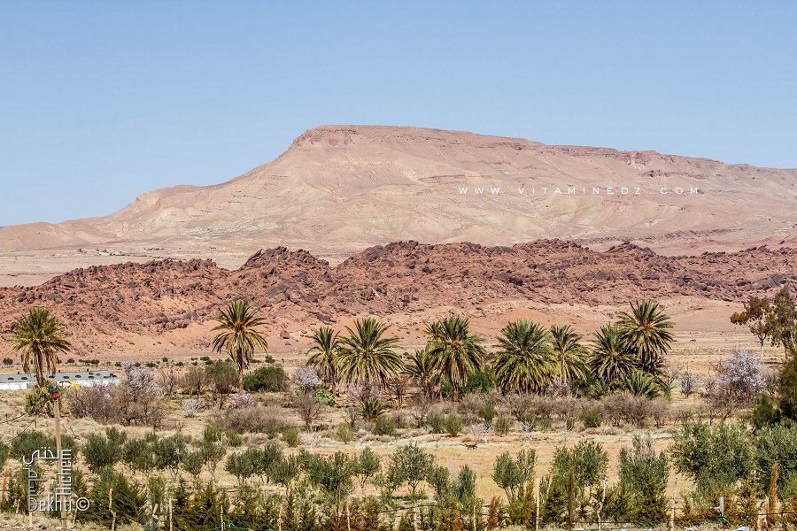 Petite palmeraie à Chellala Dehrania