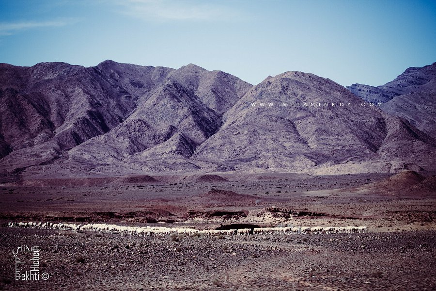 Troupeau de moutons non loin de Boussemghoun (Wilaya d'El Bayadh)