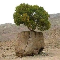 Les arbres qui refusent de mourir, quoique l'environnement en dise