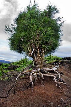 Les arbres qui refusent de mourir, quoique l'environnement en dise