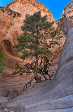 Les arbres qui refusent de mourir, quoique l'environnement en dise