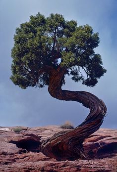Les arbres qui refusent de mourir, quoique l'environnement en dise