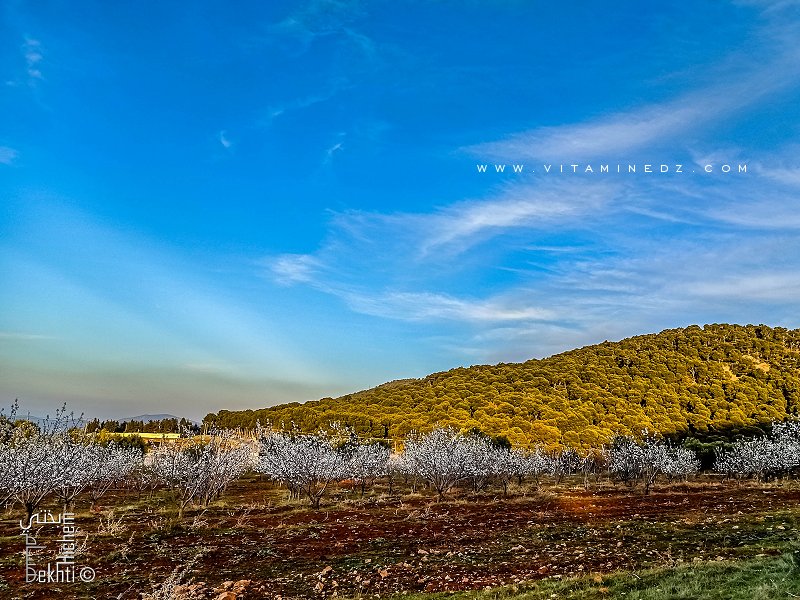 Champ de cerisiers du plateau de Lalla Setti (Tlemcen)