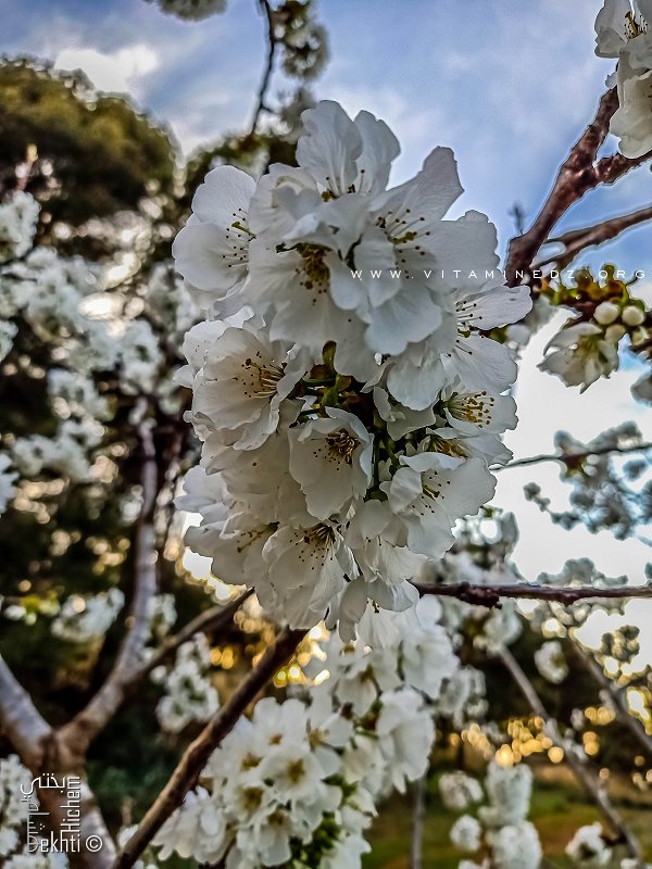 Les cerisiers fleuris du plateau de Lalla Setti et de Attar