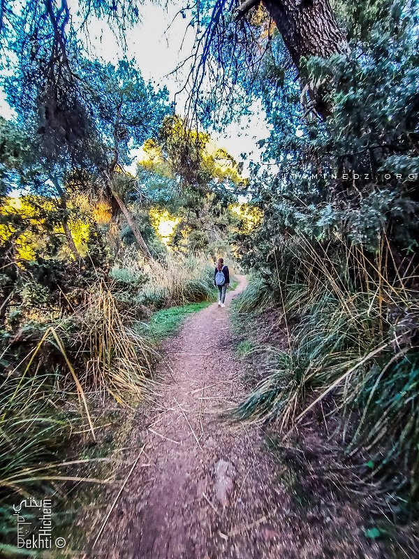 Marcher dans les sentiers de la foret du petit perdreau à Tlemcen est un véritable plaisir