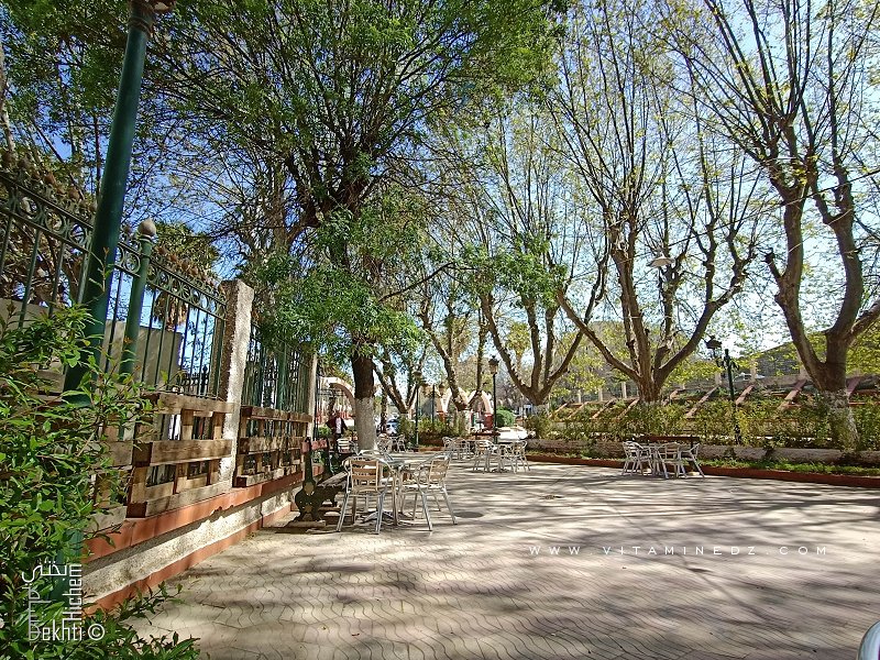 Cafeteria à Bab wahran Tlemcen sous les beaux platanes