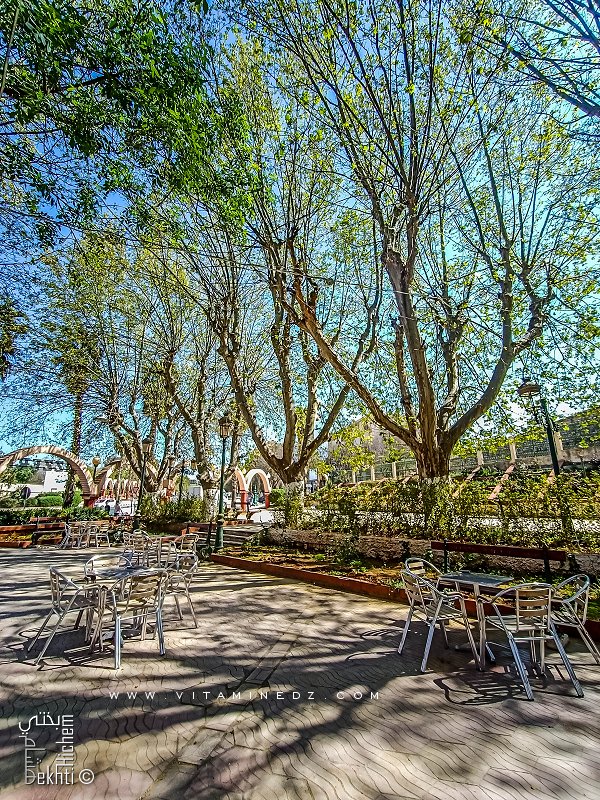 Les platanes de Tlemcen