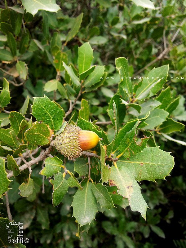 Ballout, gland est le fruit du chêne dans la region de Tagma (Tlemcen)