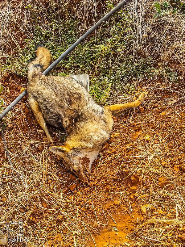Le Chacal de Tlemcen