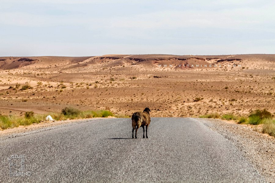 Certains moutons s'égarent (Nord El Bnoud)