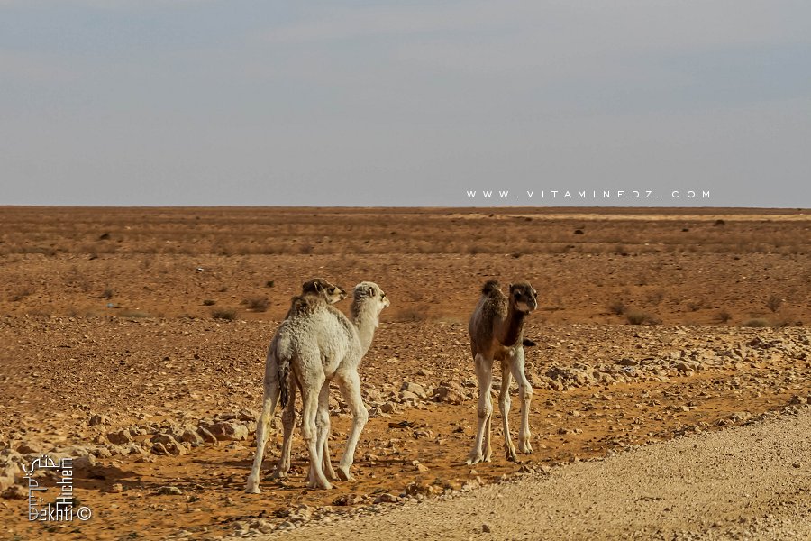 Petits dromadaires sur la Route d'El Benoud - Tinerkouk